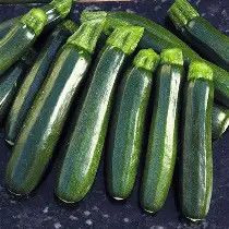Zucchini Dark Green 1 oz