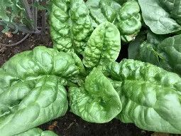 Spinach Bloomsdale 1oz