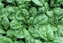 Spinach Bloomsdale 1oz