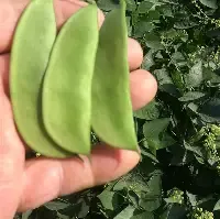 Thorogreen  Lima Bean 1/2#