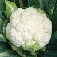 Cauliflower Snowball .5 oz