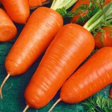 Chantenay Red Carrots .5 oz
