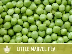 Little Marvel Pea Bush 1/2#