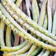 Top Pick Cream Pea 1/2#