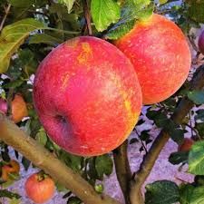 Gala Apple Tree 5 Gallon