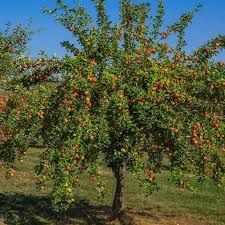 Gala Apple Tree 5 Gallon
