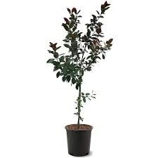 Prairie Fire Crabapple 5 Gallon