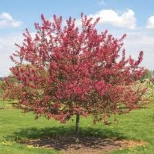 Prairie Fire Crabapple 5 Gallon