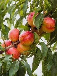 Flavortop Nectarine Tree