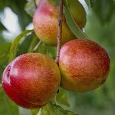 Flavortop Nectarine Tree