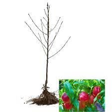 Flavortop Nectarine Tree