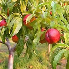 Goldmine Nectarine Tree