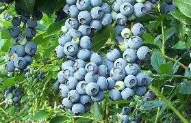 Tiff Blue Blueberry 3 Gallon