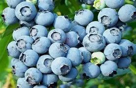 Powder Blue Blueberry 3 Gallon