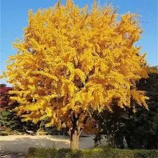 Ginko Biloba Princeton Tree 3 gallon
