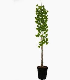 Ginko Biloba Princeton Tree 3 gallon