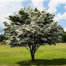 Greensleves Kousa Dogwood Tree