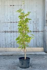 Greensleves Kousa Dogwood Tree