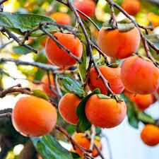 Fuyu Persimmon Tree 3 Gallon