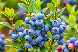 Austin Rabbiteye Blueberry Bush 3 Gallon