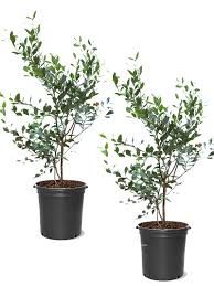Austin Rabbiteye Blueberry Bush 3 Gallon