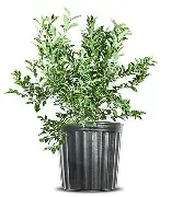 Premier Blueberry 3 Gallon