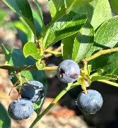 Premier Blueberry 3 Gallon