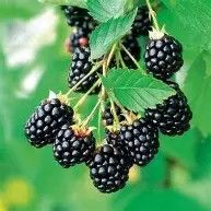 Arapaho Blackberry Vine 3 Gallon