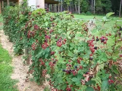 Arapaho Blackberry Vine 3 Gallon