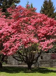 DogWood Red Tree