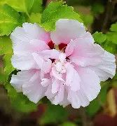 Althea Tree 3 Gallon, Color: Pink Double