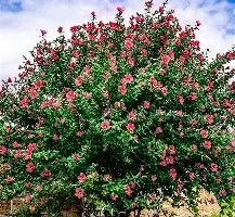 Althea Tree 3 Gallon