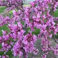 Eastern Redbud Tree 7 Gal