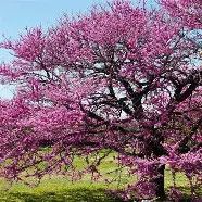 Eastern Redbud Tree 7 Gal