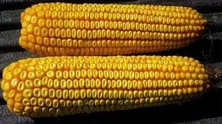 Yellow Dent Corn 1/2#