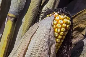 Yellow Dent Corn 1/2#