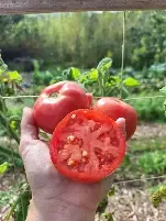 Homestead Tomato  .25oz