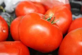 Homestead Tomato  .25oz