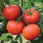 Homestead Tomato  .25oz