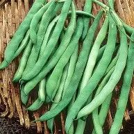 Kentucky Wonder Pole Bean 1/2#