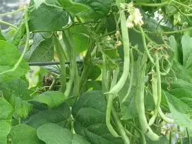Kentucky Wonder Pole Bean 1/2#