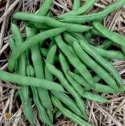Half Runner Pole Bean 1/2#