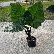 Alocasia Dark Star 3 Gal