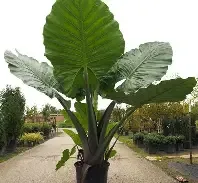 Alocasia Dark Star 3 Gal