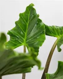 Alocasia Portora 3gal