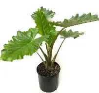 Alocasia Portora 3gal