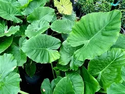 Alocasia California 3 Gal