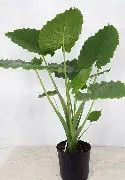 Alocasia California 3 Gal
