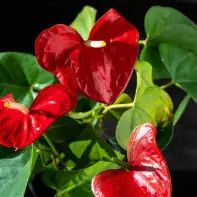 Anthurium Red 3gal