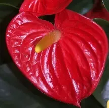 Anthurium Red 3gal